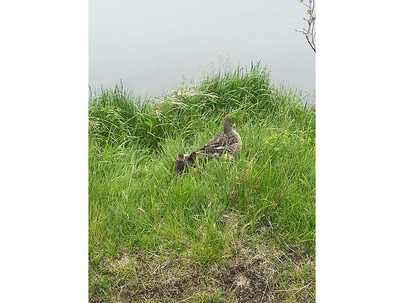 Naturparadies Myvatn