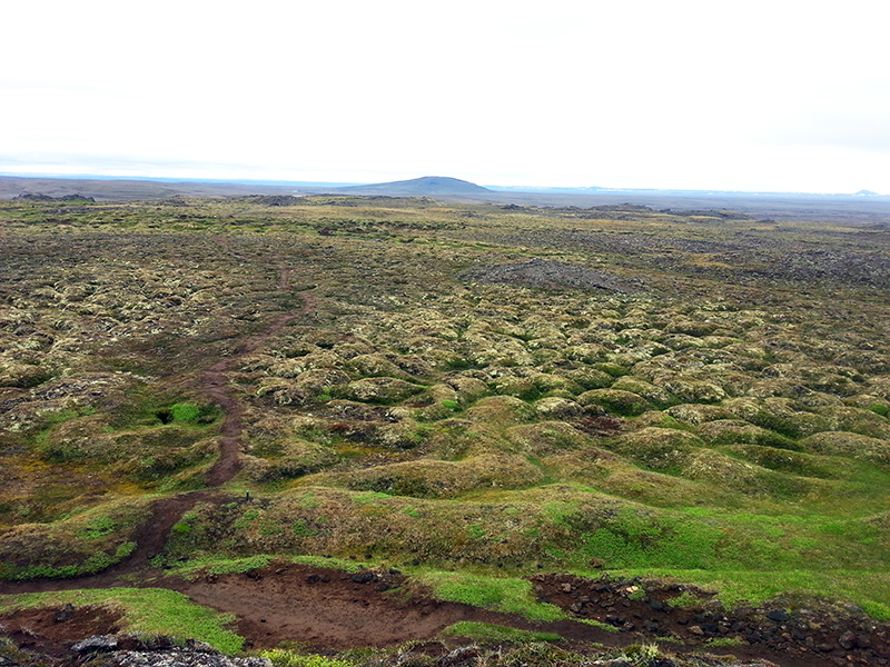 Vegetation im Naturreservat Hveravellir