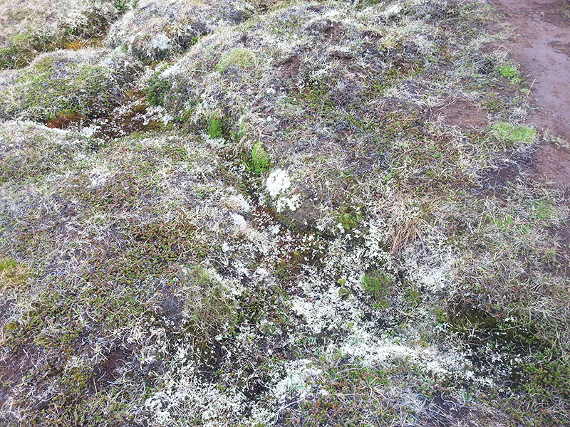 Vegetation im Naturreservat Hveravellir