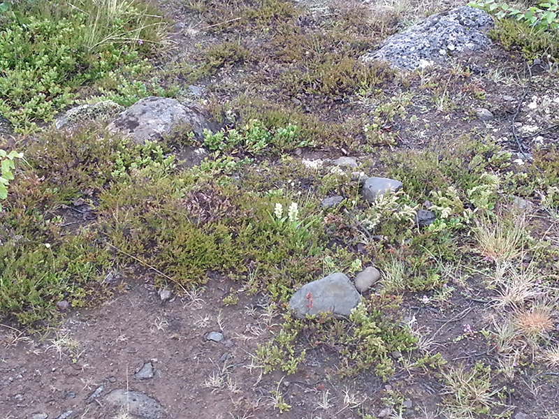 Vegetarion an den Echofelsen Hljóðaklettar