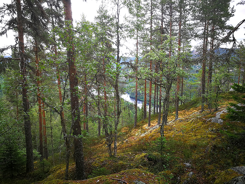 Blick auf den Indalsälven