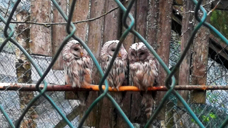 Ranua Wildpark Ranua Wildpark