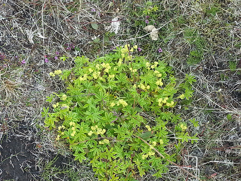 Vegetation an der Ostküste