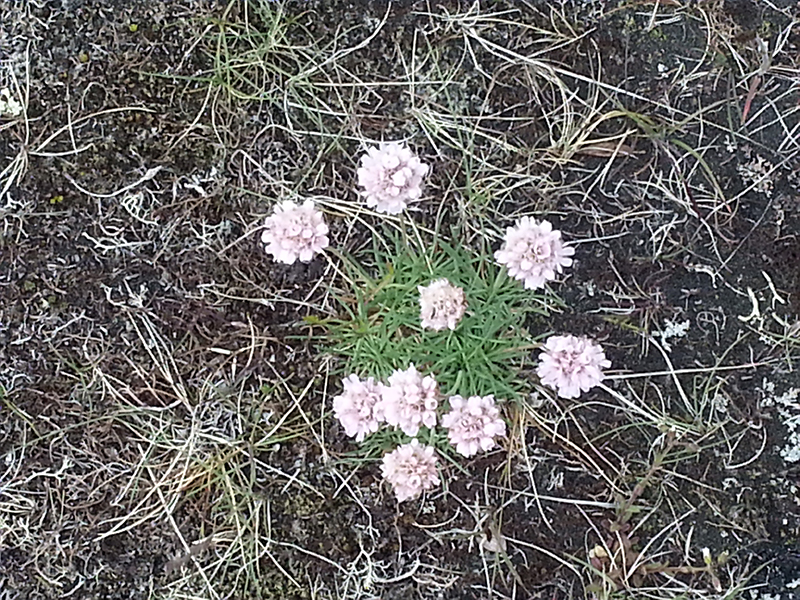 Vegetation an der Ostküste
