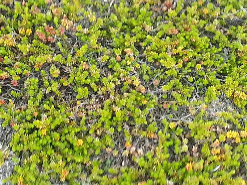 Vegetation an der Ostküste